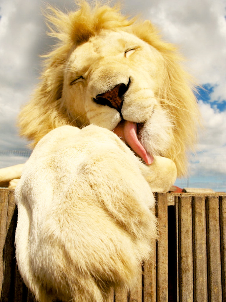 Lion licking front paws